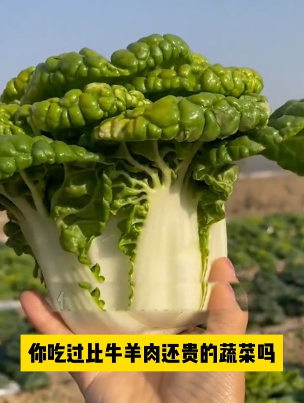 黄心乌塌菜撒籽就长,种子丢哪儿长哪儿,一个月采收