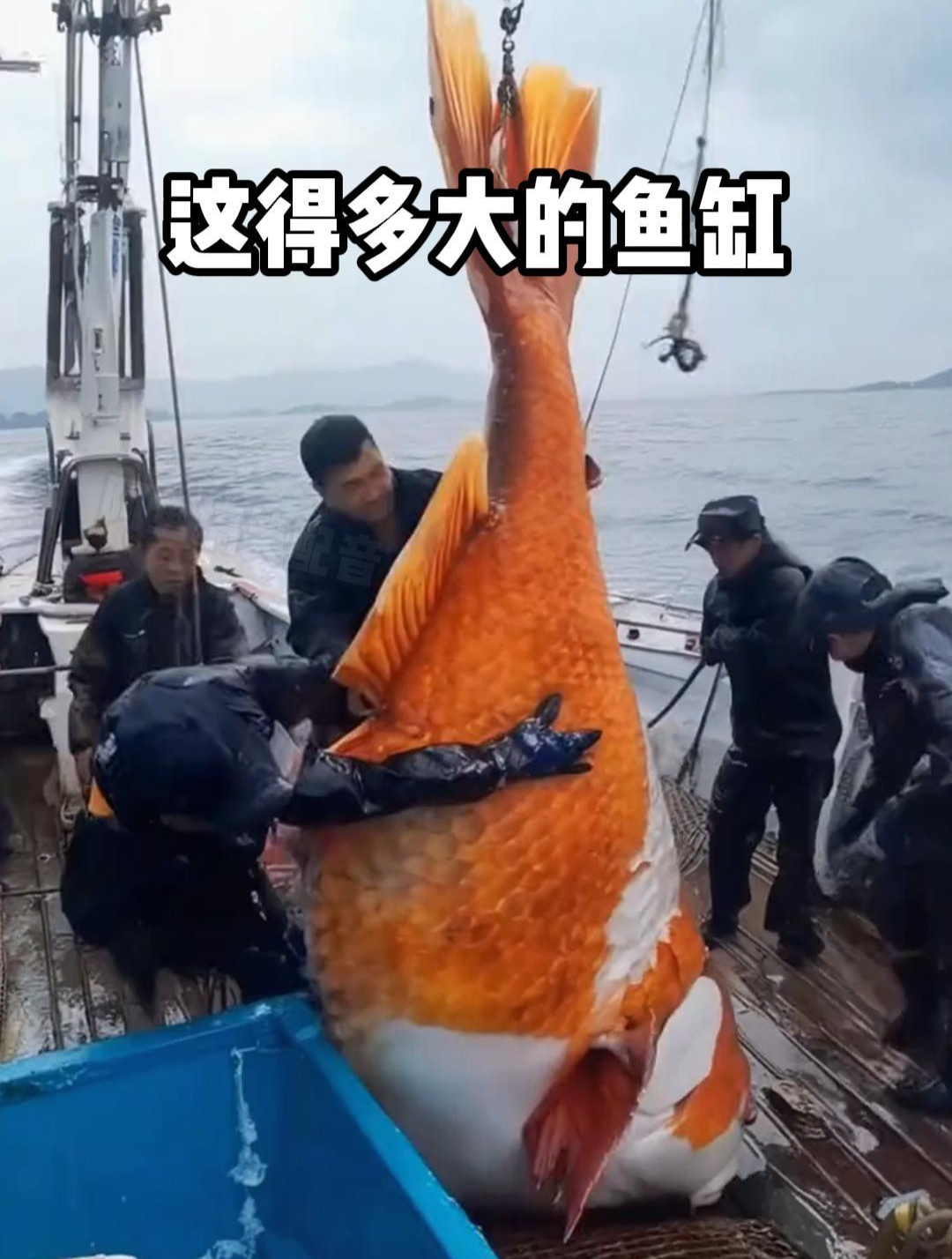 这么大的金鱼,得多大的鱼缸