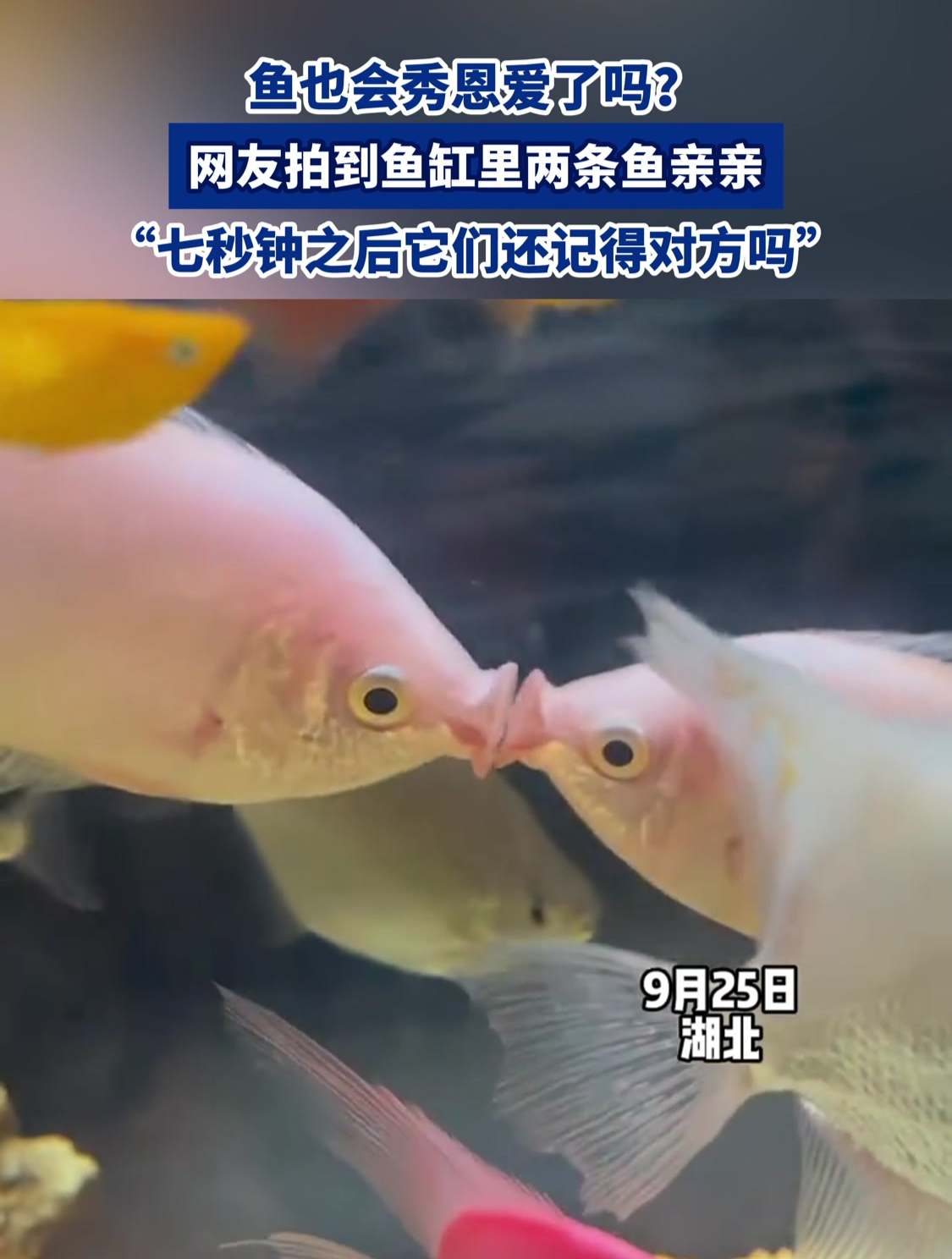 鱼也会秀恩爱了吗?网友拍到鱼缸里两条鱼亲亲