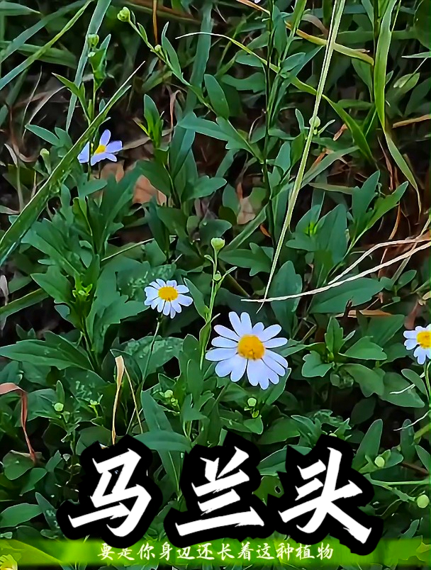 马兰头也叫田边菊,拿它凉拌食用,可以缓解便秘