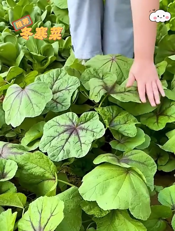冬寒菜好种,一棵能长到2米多高,营养高有野菜的清香