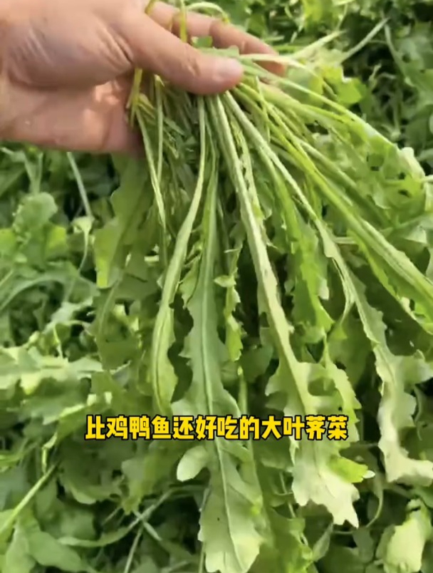 荠菜价格贵用途广,自己在家也能种,一把种子长一片!