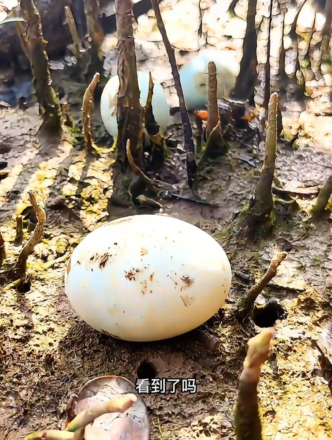 生长在红树林的海鸭子,吃着小鱼小虾长大的,产出的蛋绝对不会错
