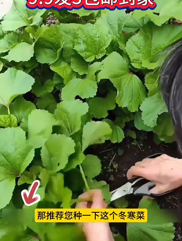 冬寒菜又叫冬葵,营养高有野菜的清香,现在正是种的好时候!