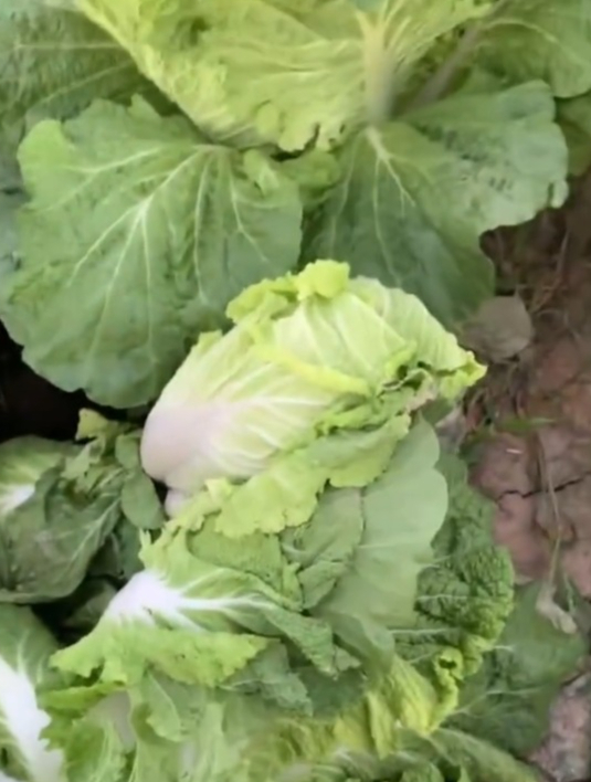 如果你的白菜经常发生软腐病,一定要注意这几个原因