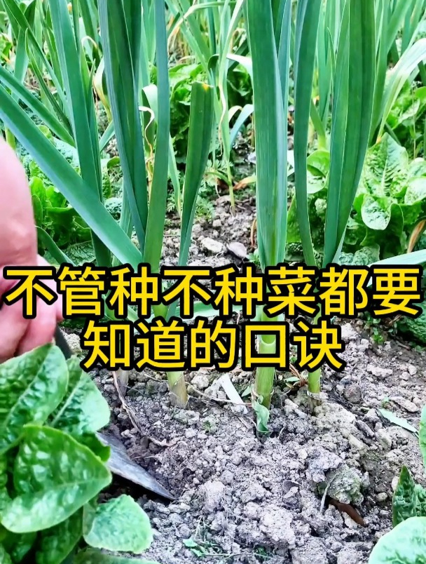 不管种不种菜的都要知道这个口诀