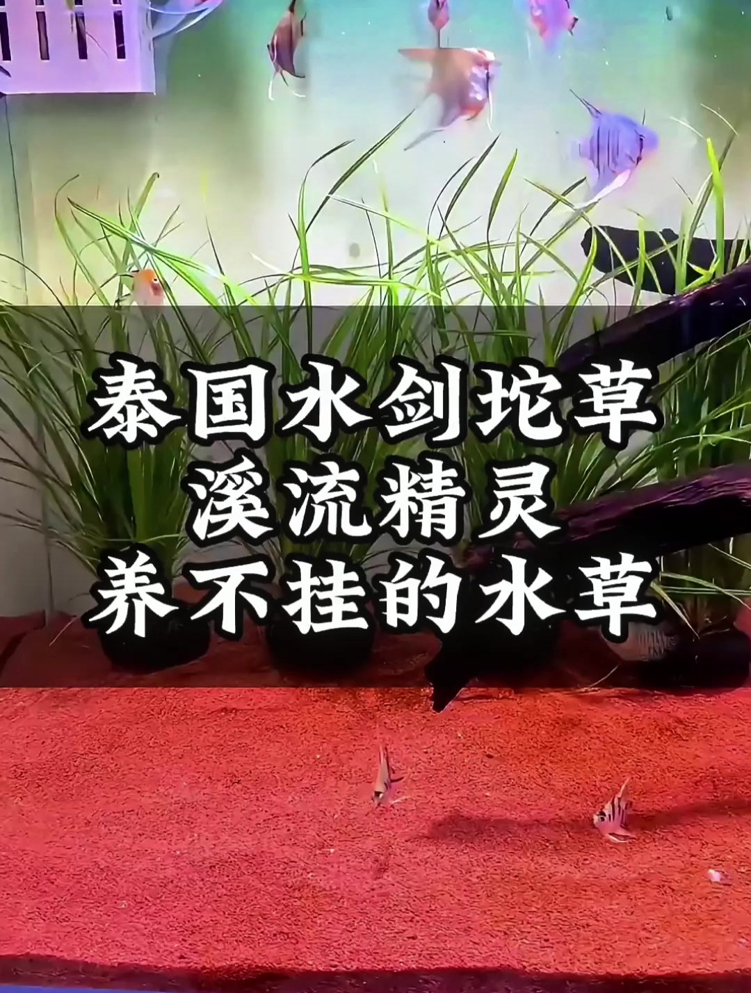 不会养死的溪流精灵水草,叶子十分飘逸,适合各种鱼缸布景!