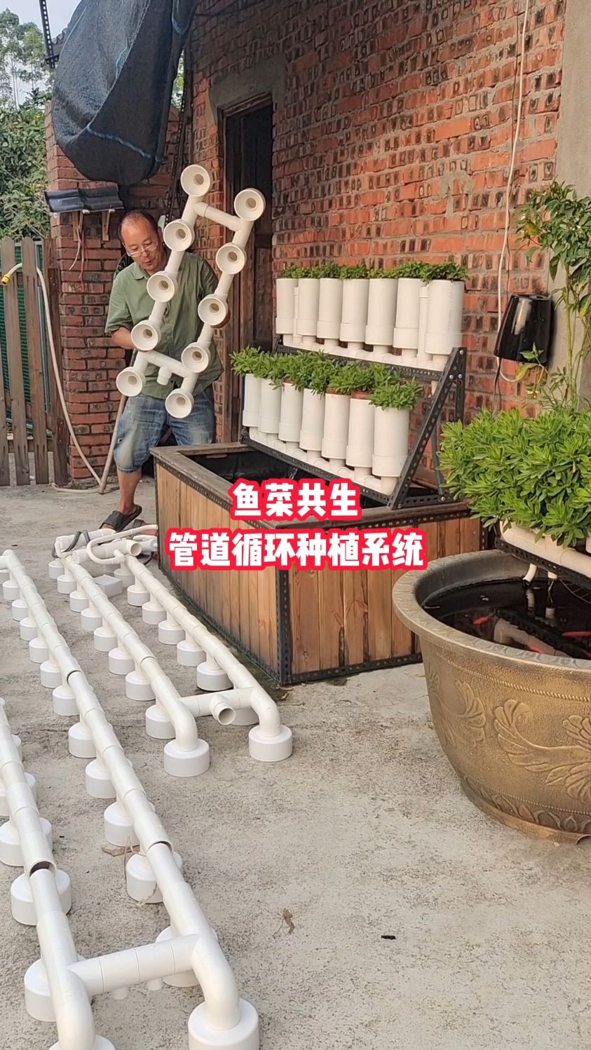 只要能装水养鱼都可以设计成鱼菜共生系统