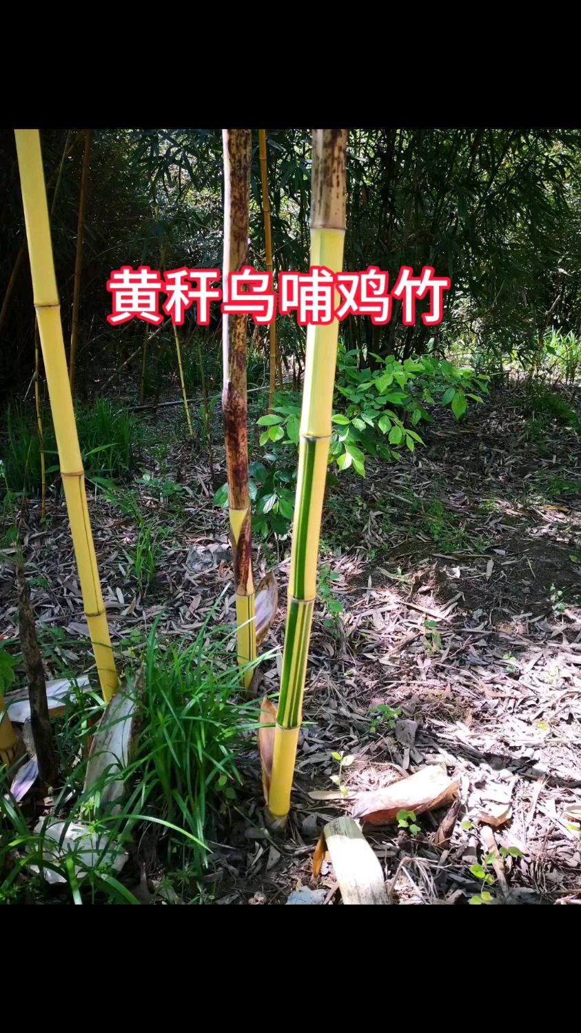 高大优美耐寒易种的黄秆乌哺鸡竹