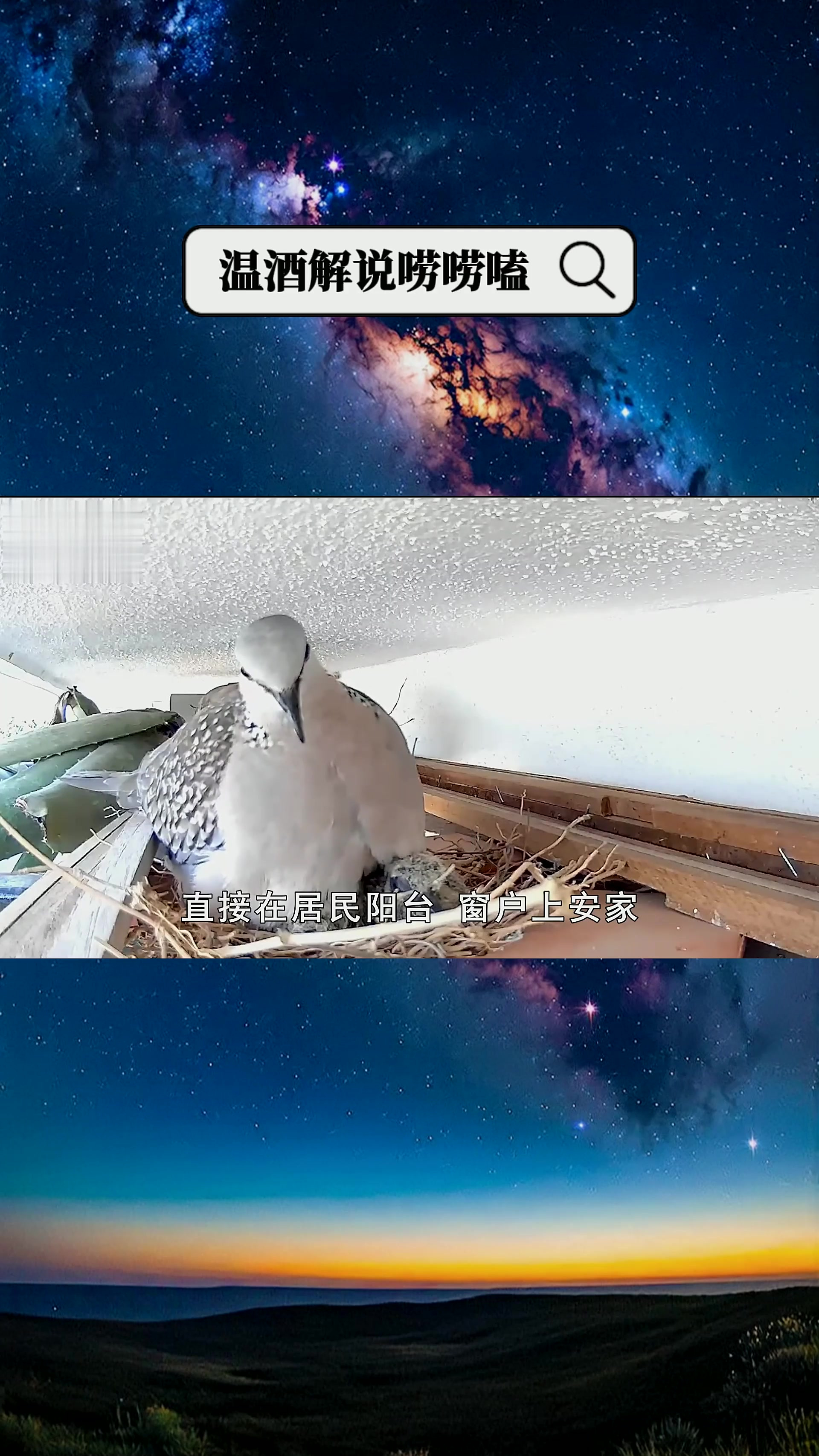 298. 斑鸠不会筑巢?随处可见的斑鸠能吃吗?为啥说吃斑鸠危