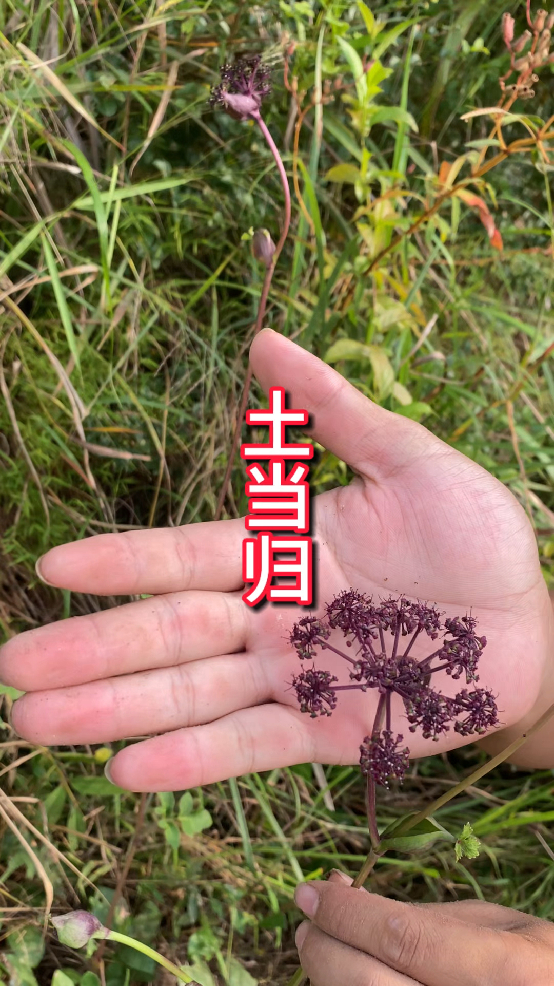 农村生活 三农 一日一植物 土当归