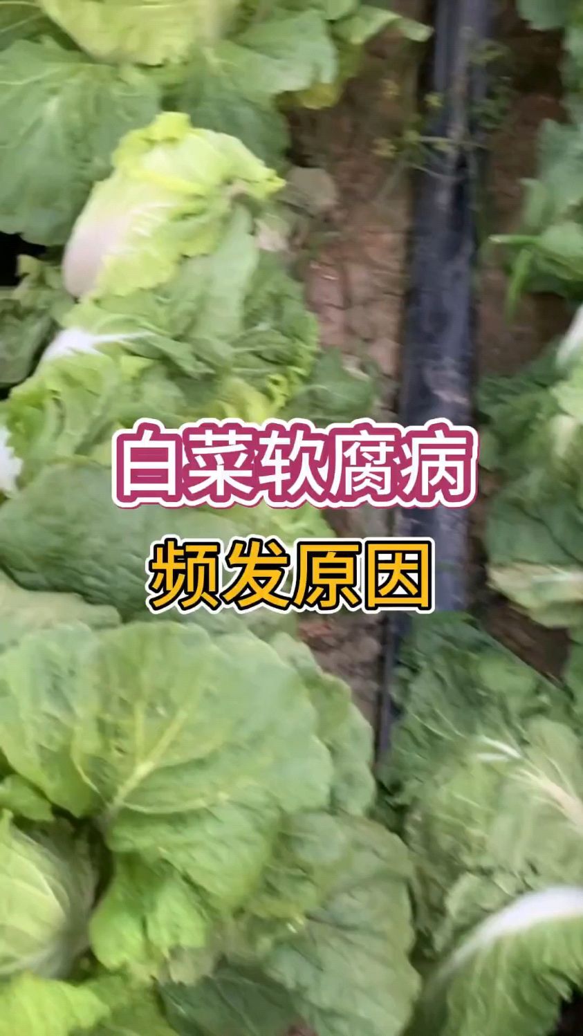 白菜软腐病频发原因