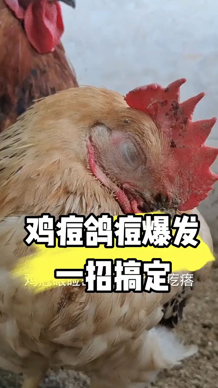 看看鸡身上都长了痘痘。