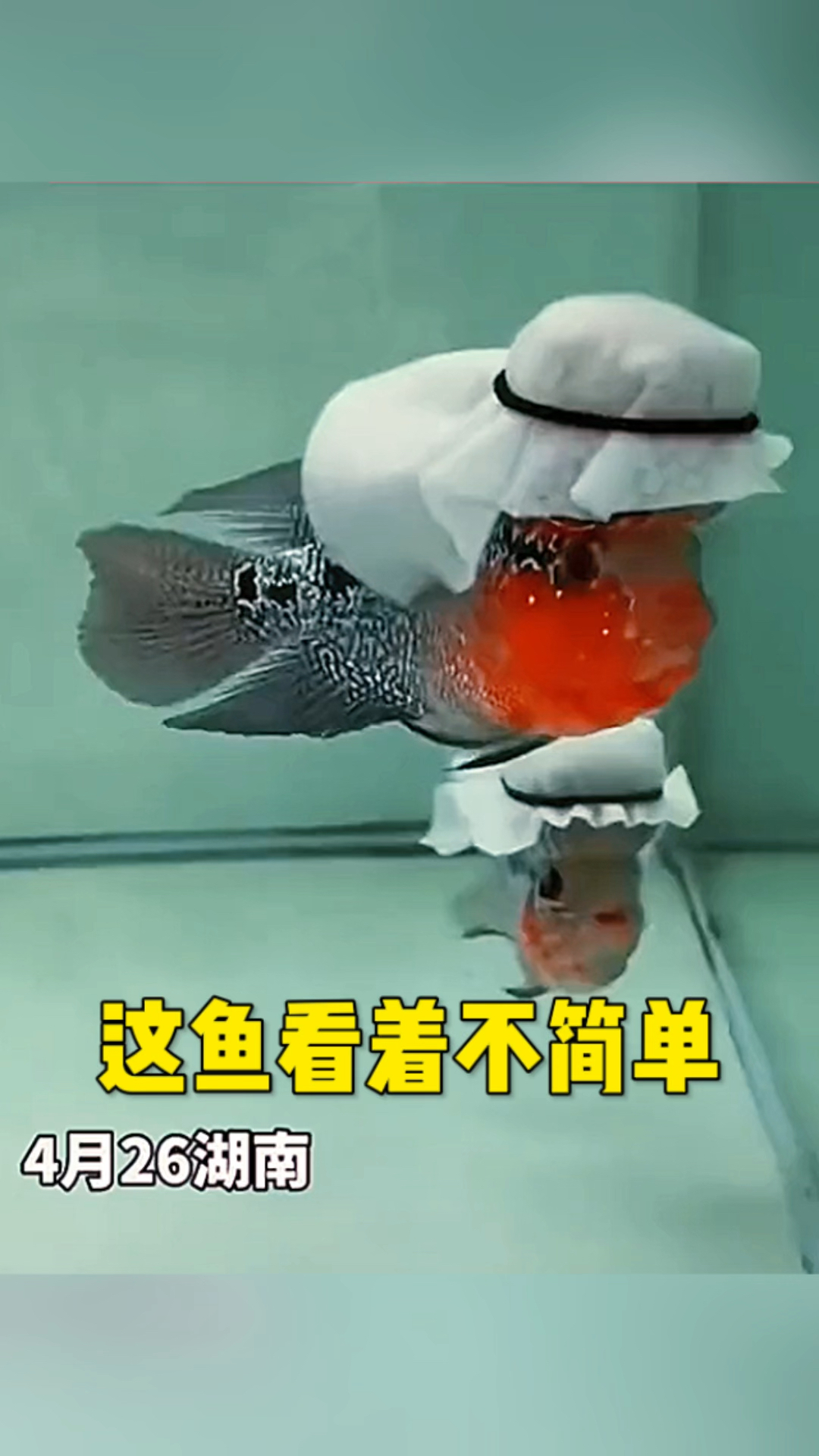 这条鱼是富二代吧