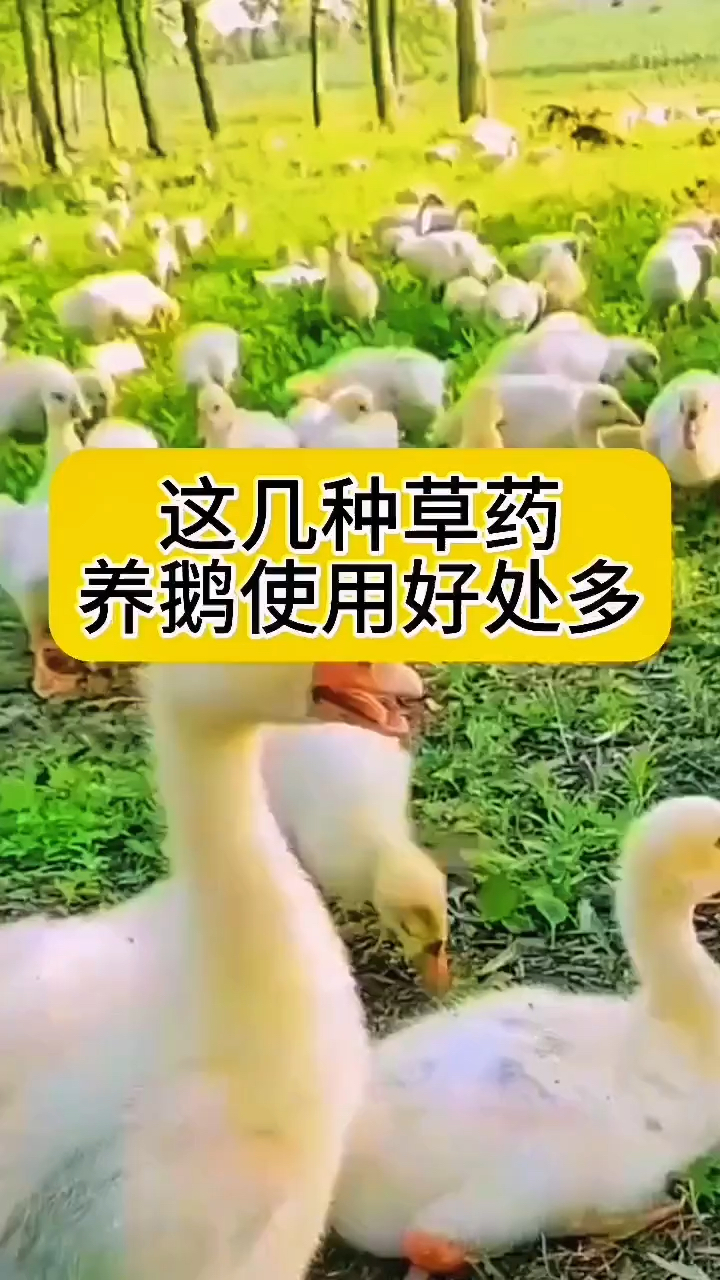 养鹅喂药草,办事不求人!