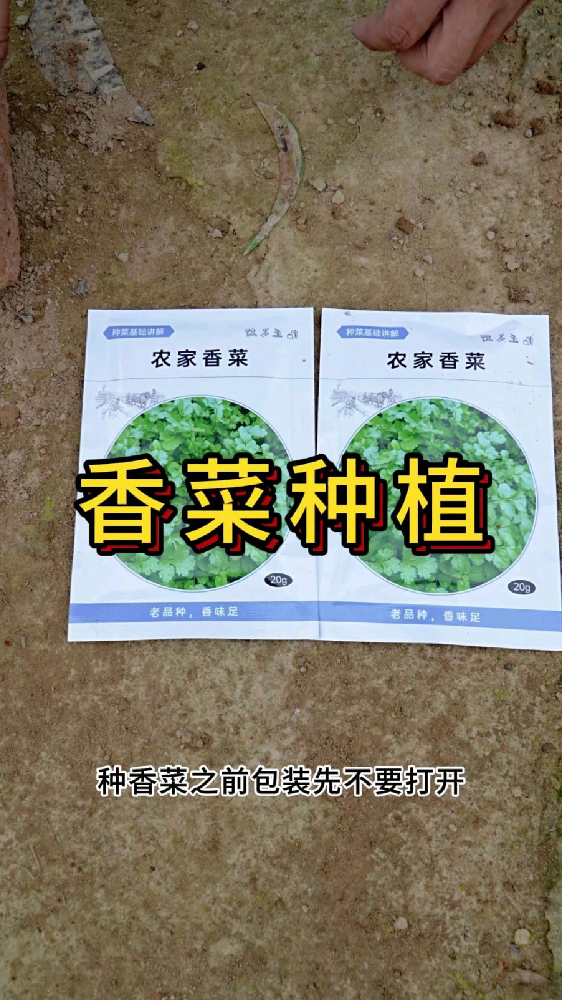 香菜什么时候种植最好