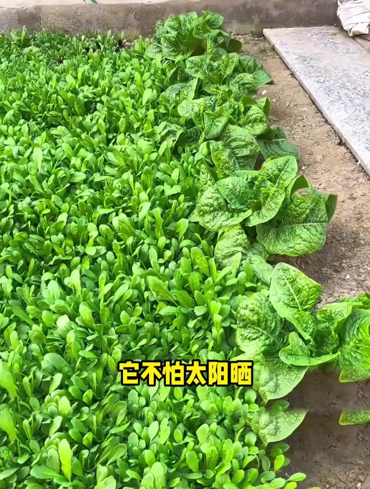 大叶荠菜,撒种即长,营养又美味