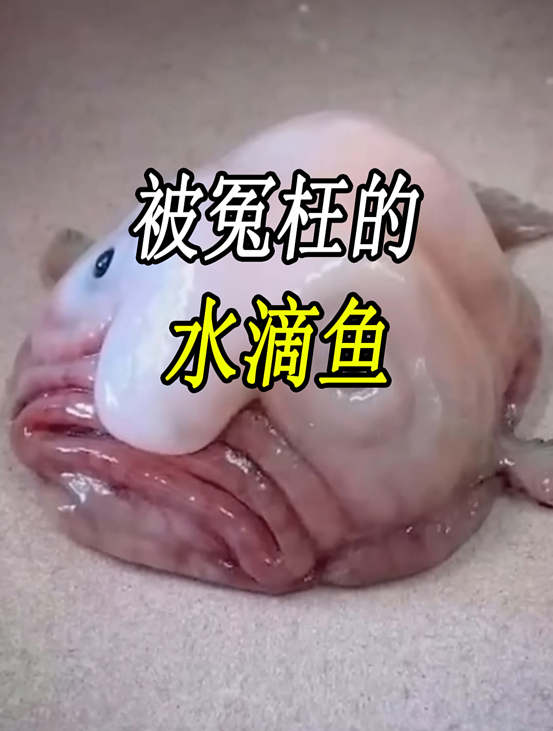 来自深海的“水滴鱼”,竟然被冤枉为“最丑的动物”!