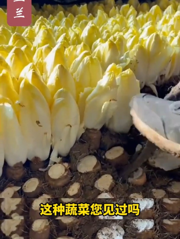 老百姓吃不起的“娃娃菜”,不需要晒太阳,根插土里就长!