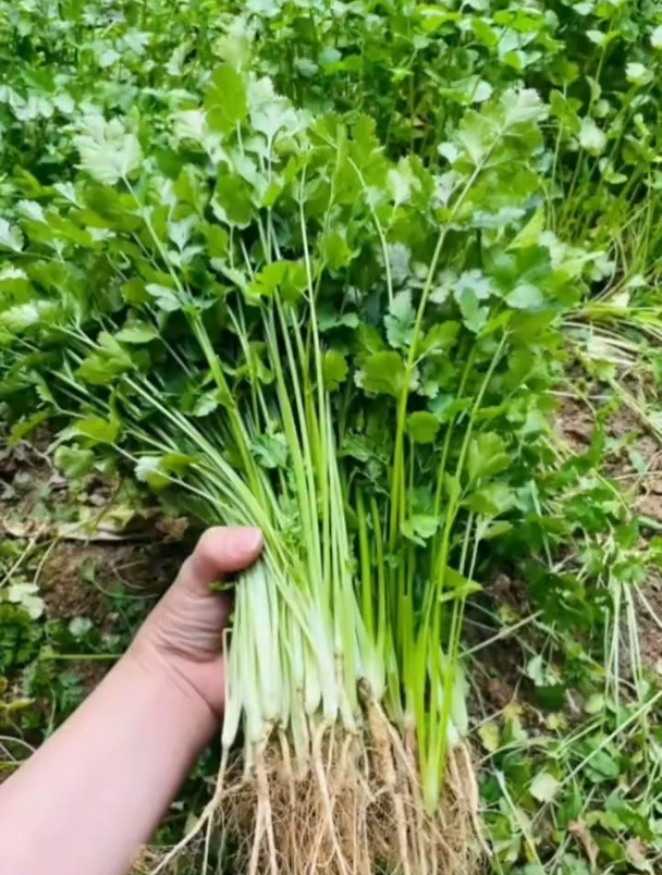 不用破壳直接种,大叶香菜品种,一周就能吃!