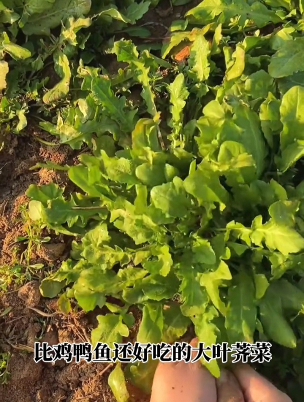 比肉还香,大叶荠菜正当种植,撒一把种植长一片!
