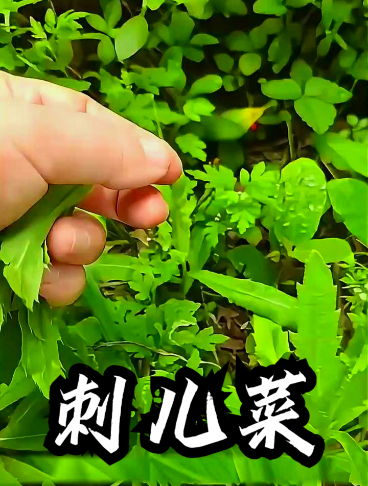 刺儿菜也叫青青菜,拿它凉拌食用,可以促进身体代谢