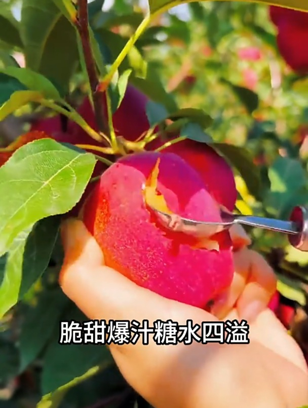 外形像大樱桃的“鸡心果”,一斤15元,是果园新品种的首选