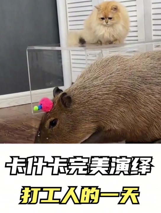 卡什卡完美演绎打工人的一天