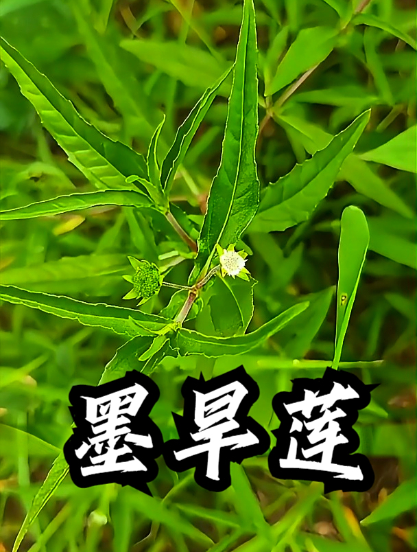 墨旱莲也叫墨菜,那它煮水洗头,可以让头发更加强韧有光泽