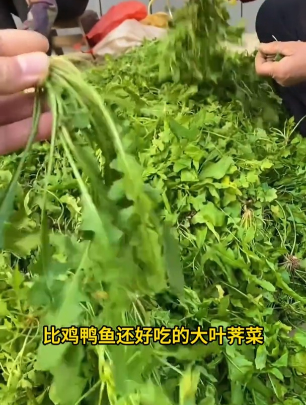 荠菜营养价值高,现在正是种的时候,撒一把种植坐等吃!