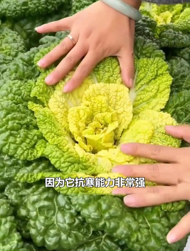 黄心乌塌菜,越冷口感越好,几棵够全家吃!