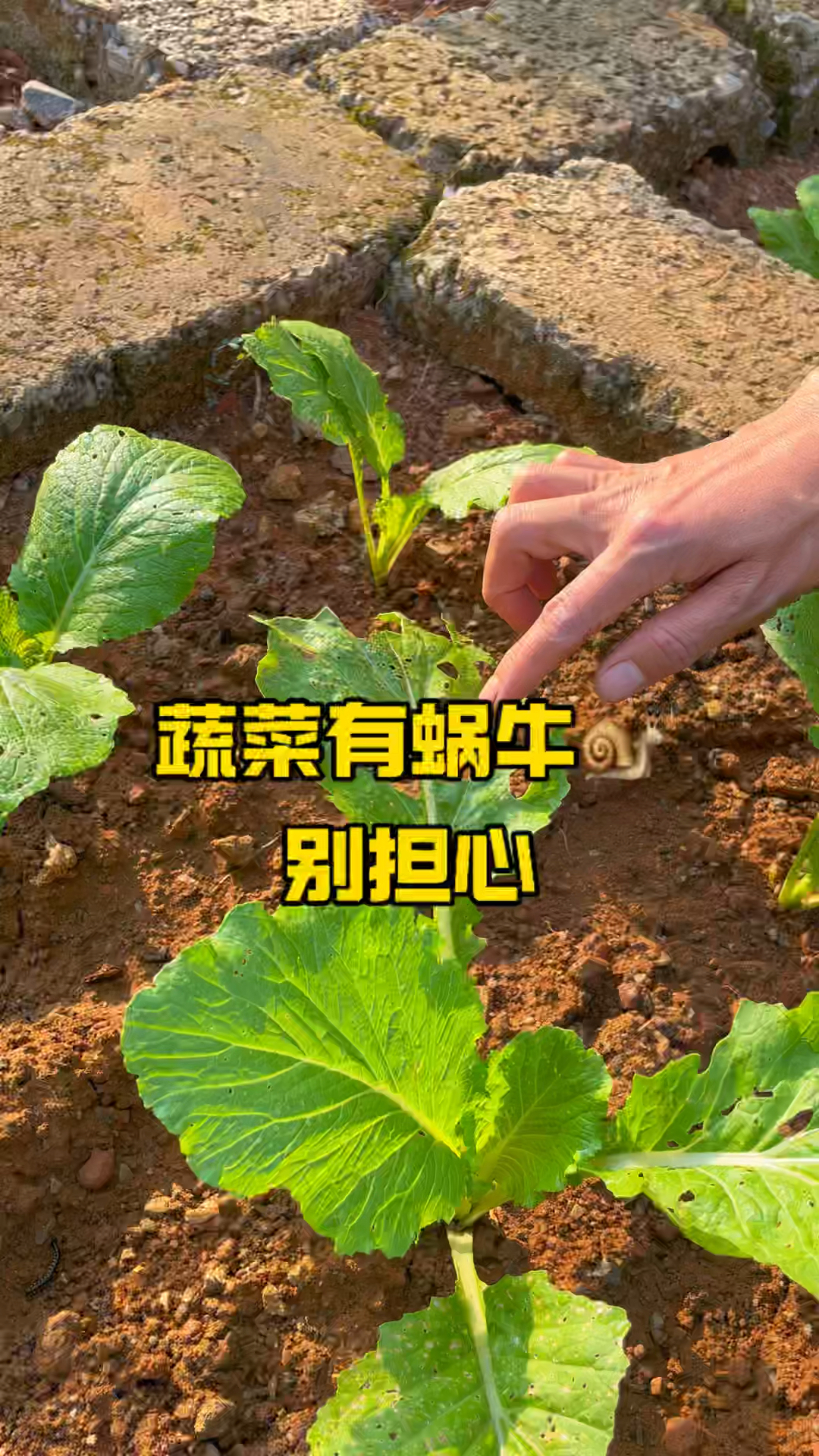 菜地蜗牛到处爬,一招轻松消灭它#蜗牛防治 #蜗牛防治小妙招