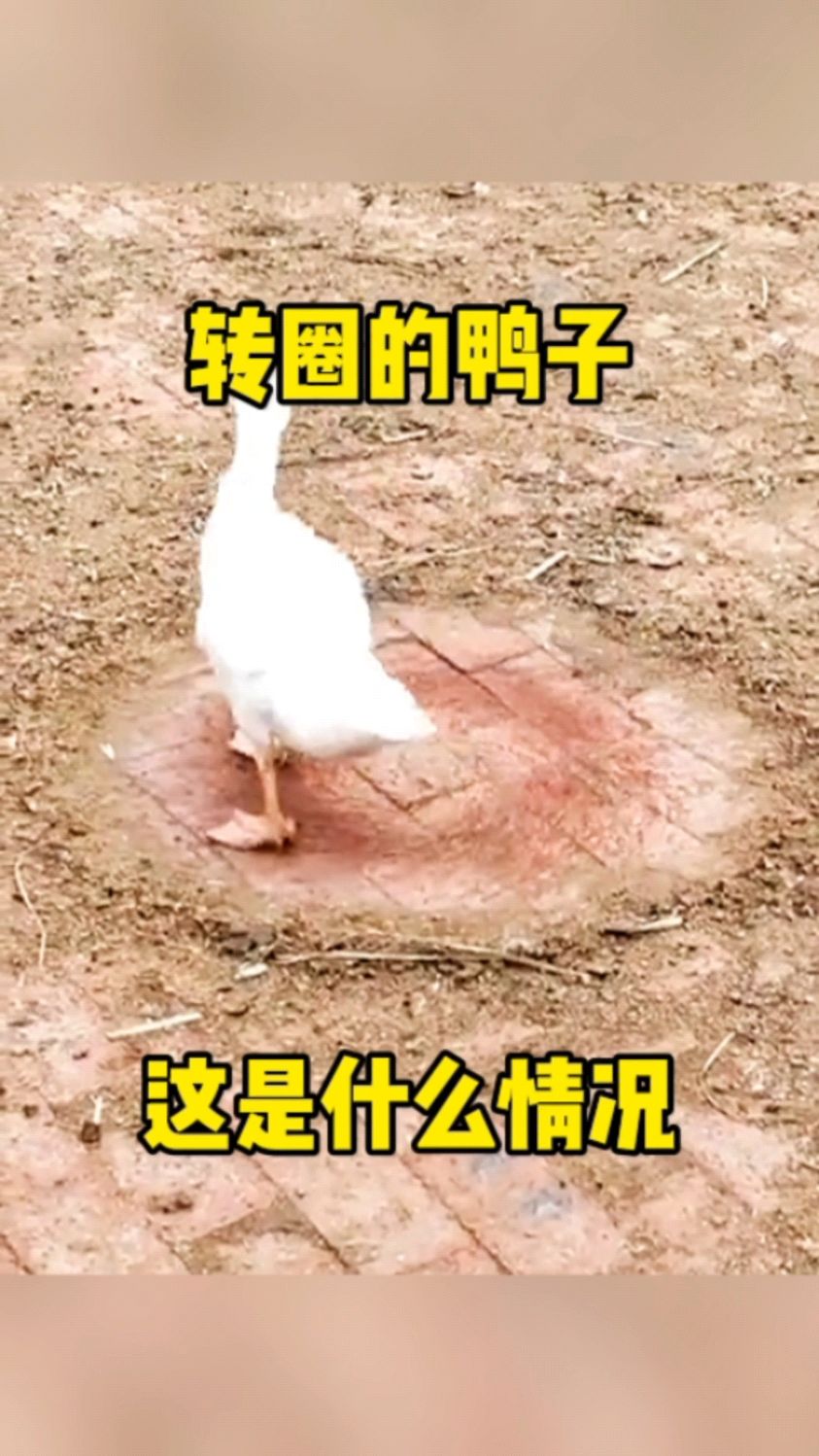 转圈的鸭子,这是什么情况?