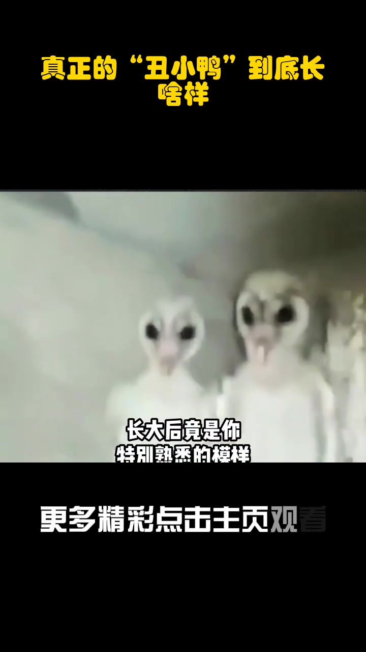 真正的“丑小鸭”到底长啥样?