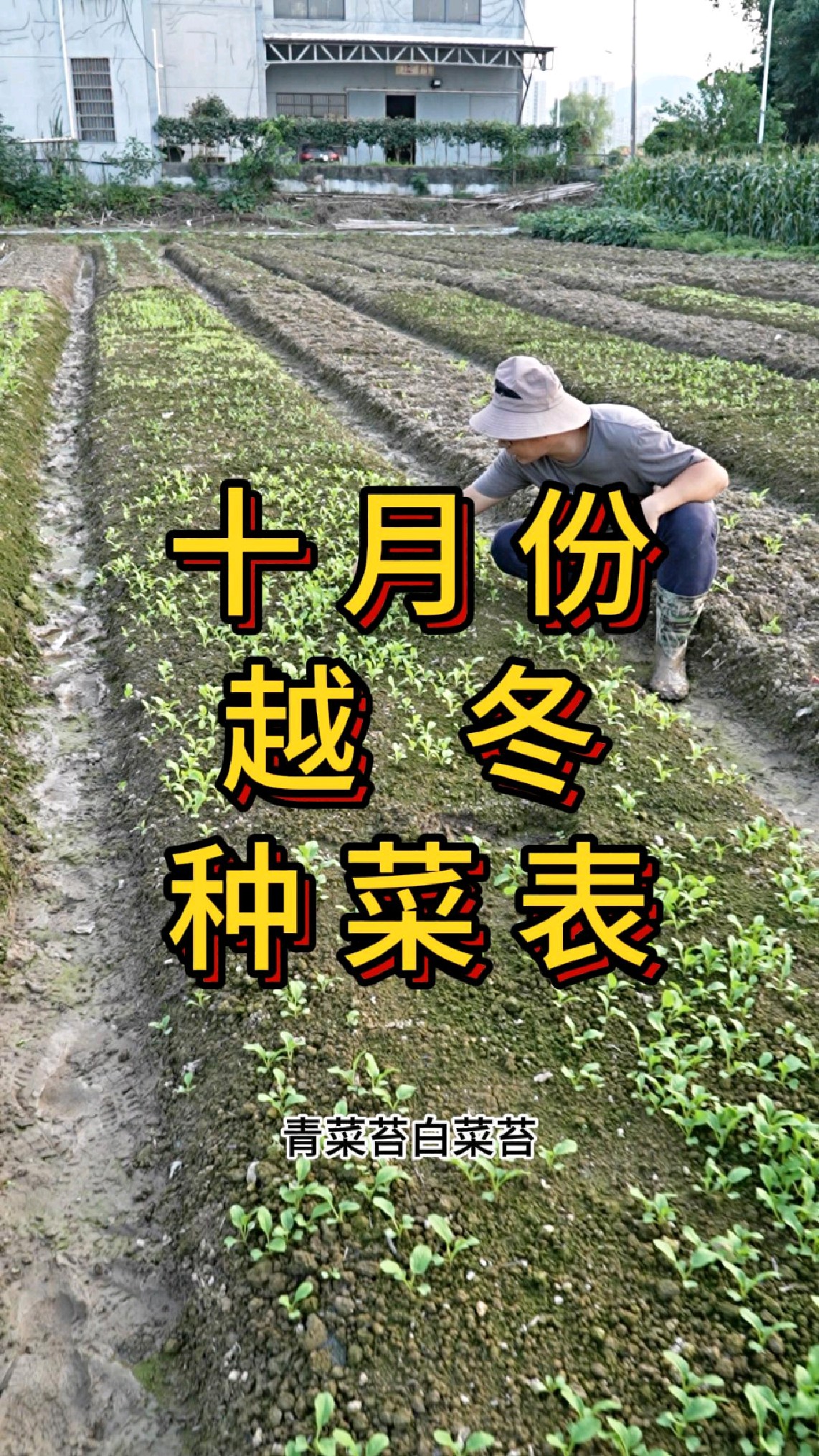 十月份能种哪些菜,越冬的菜什么时候育苗
