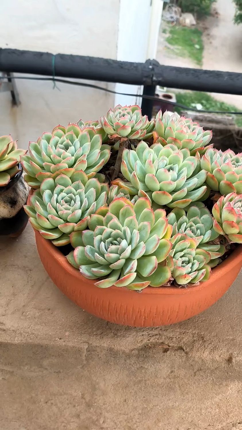 好乖的草莓冰,天气刚刚转凉,它已经悄悄的上色了