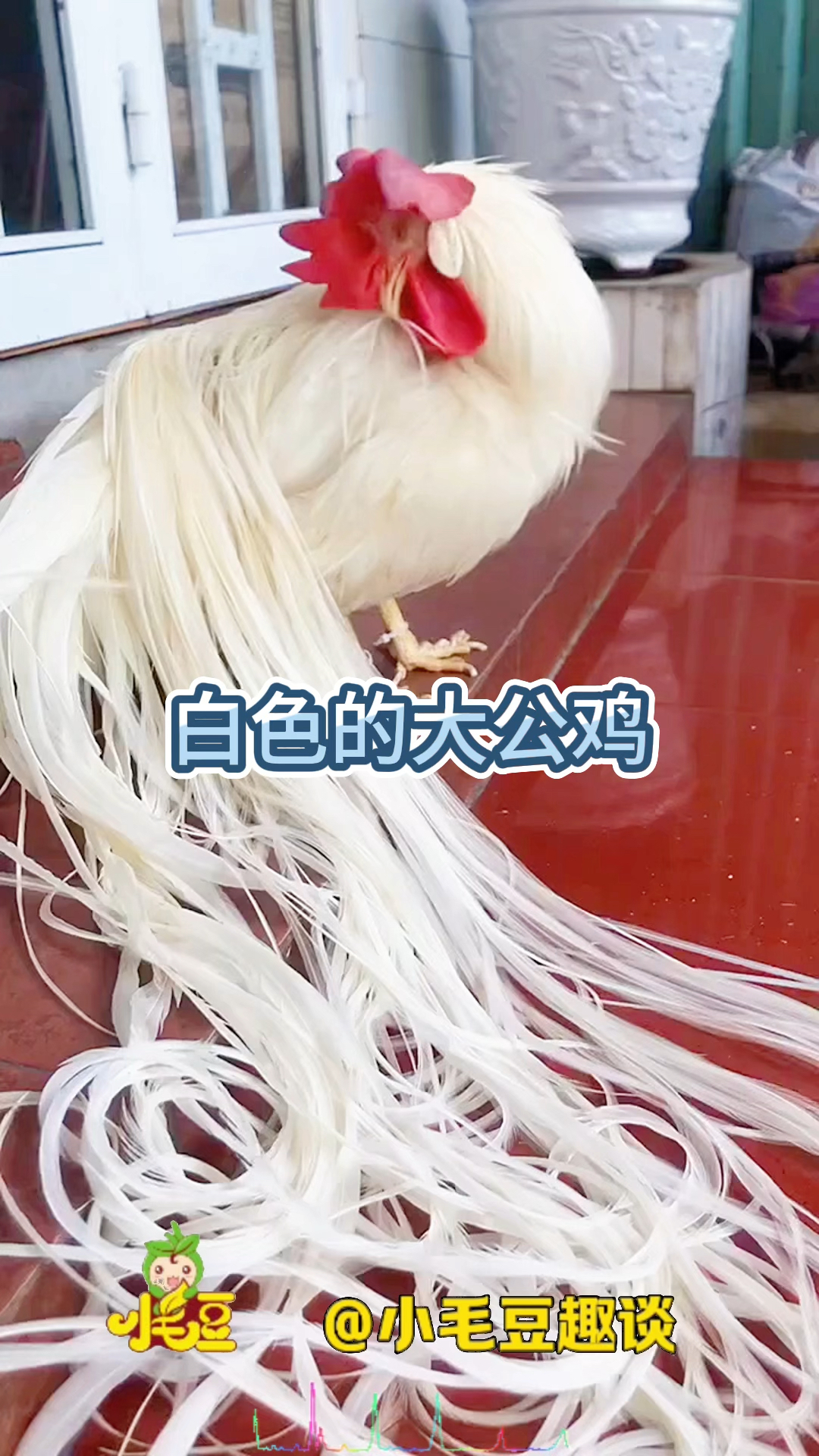 白色的大公鸡,太罕见了