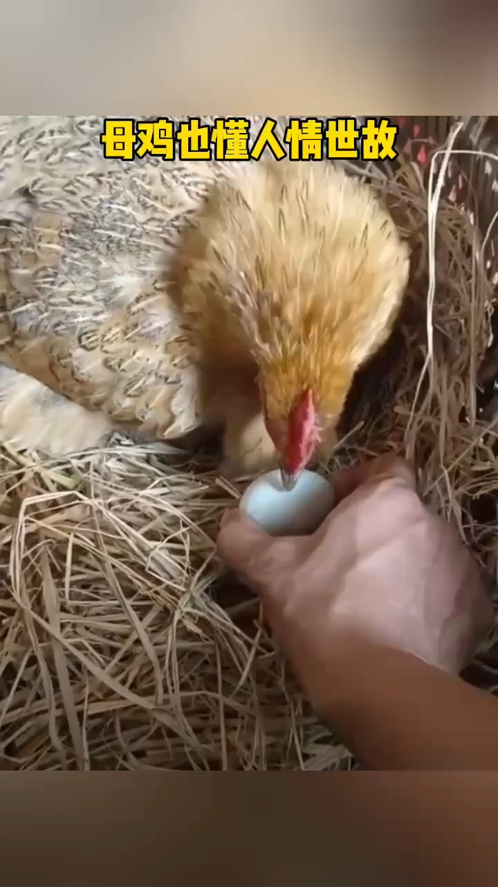 母鸡居然也懂“人情世故”