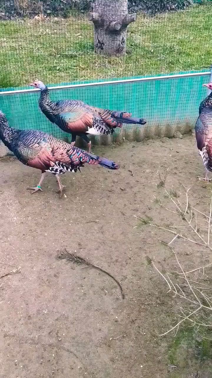 眼斑吐绶鸡 火鸡 野鸡
