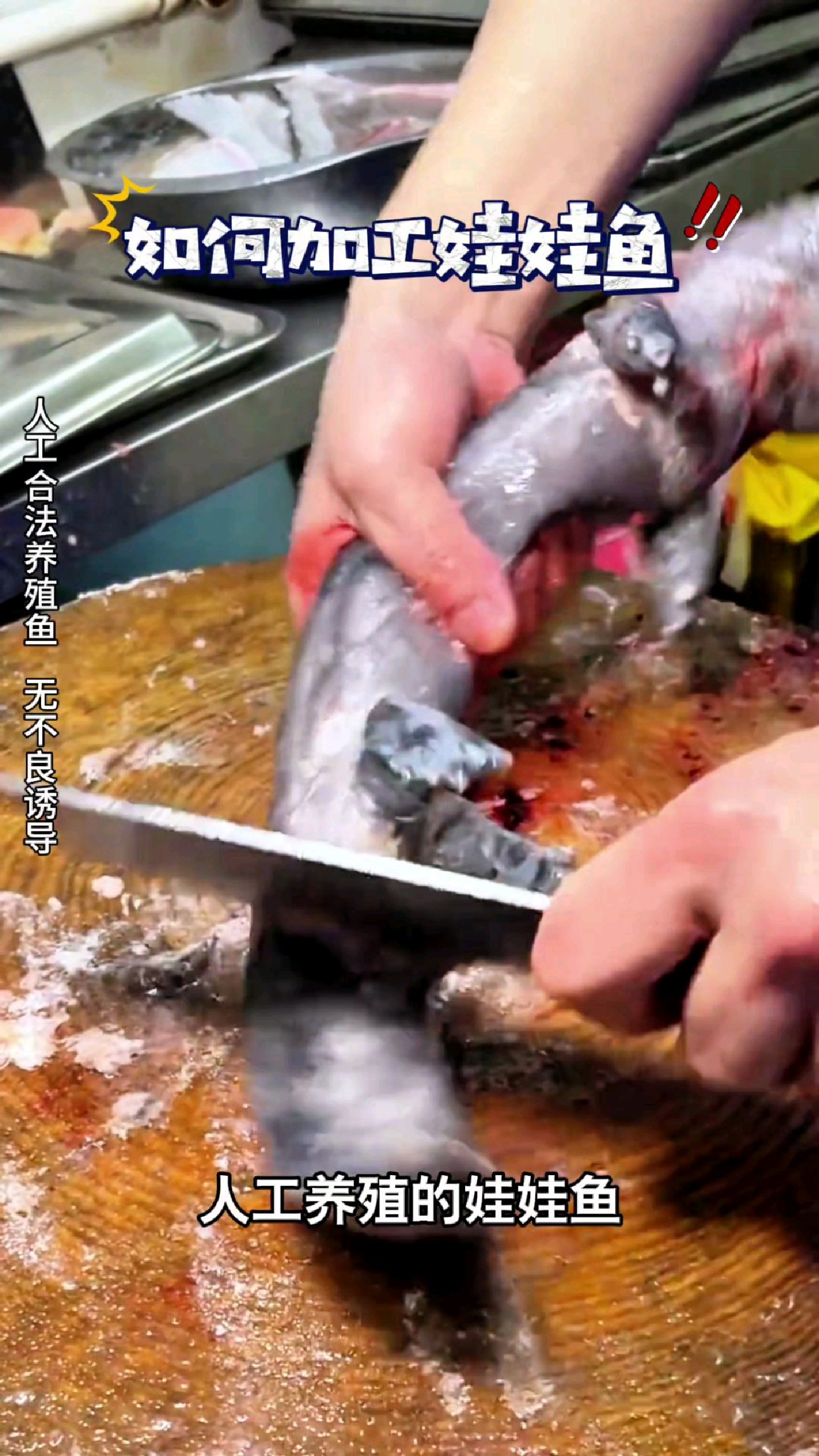 人工养殖的娃娃鱼一定要处理干净#我的钓鱼日记