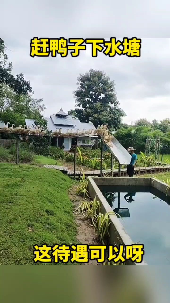 赶鸭子下水塘,这待遇可以呀