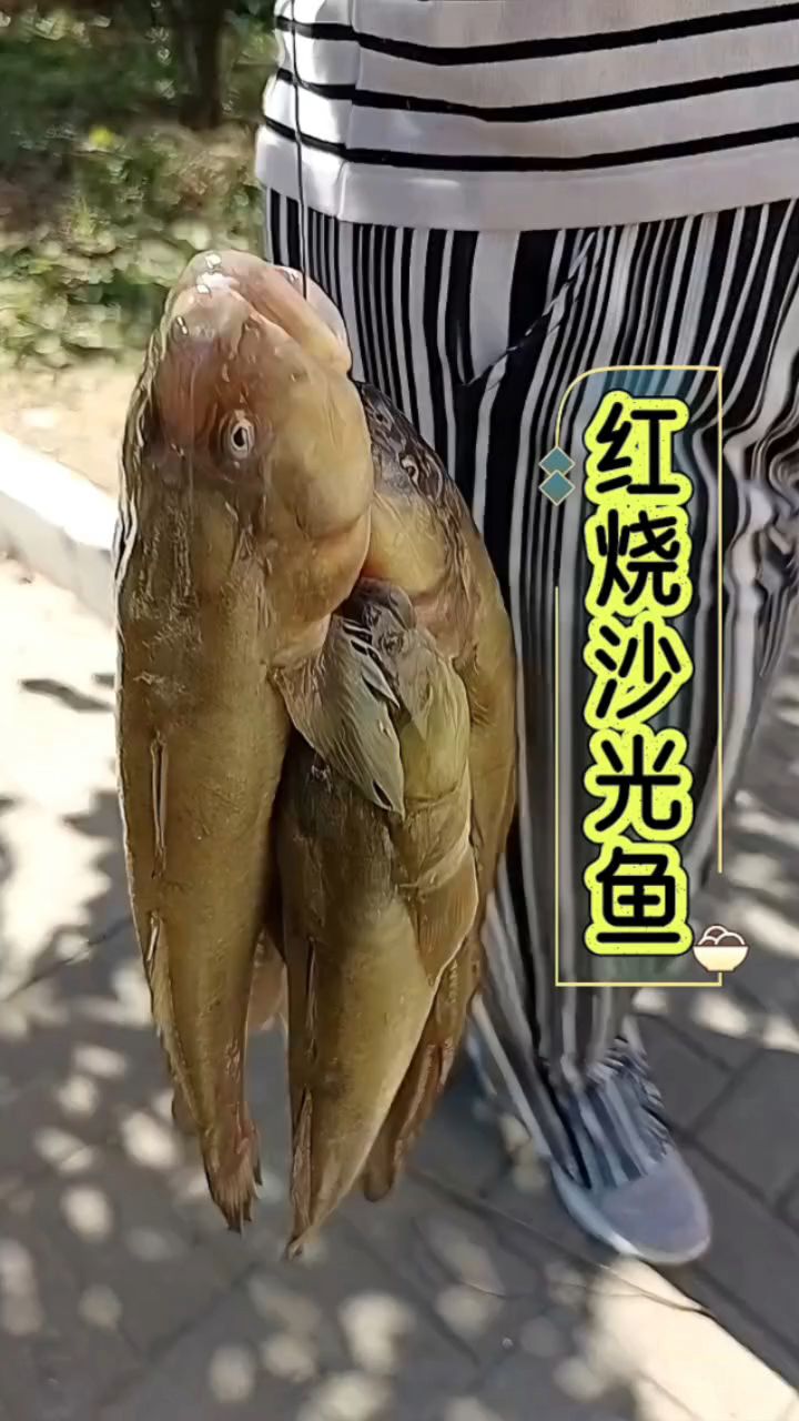 红烧沙光鱼,开海啦!这鱼又肥又嫩