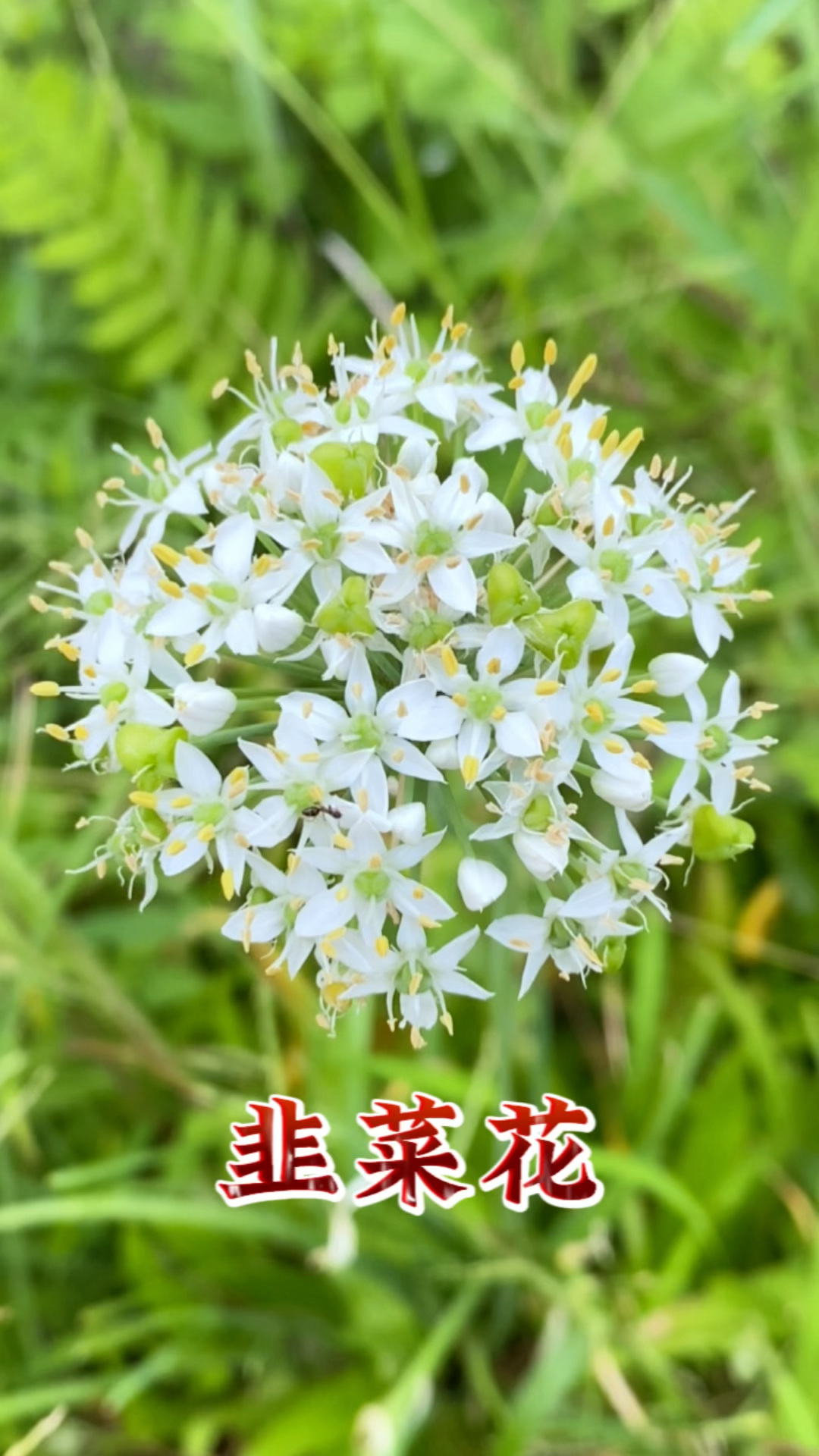 韭菜花,它有什么用处呢?