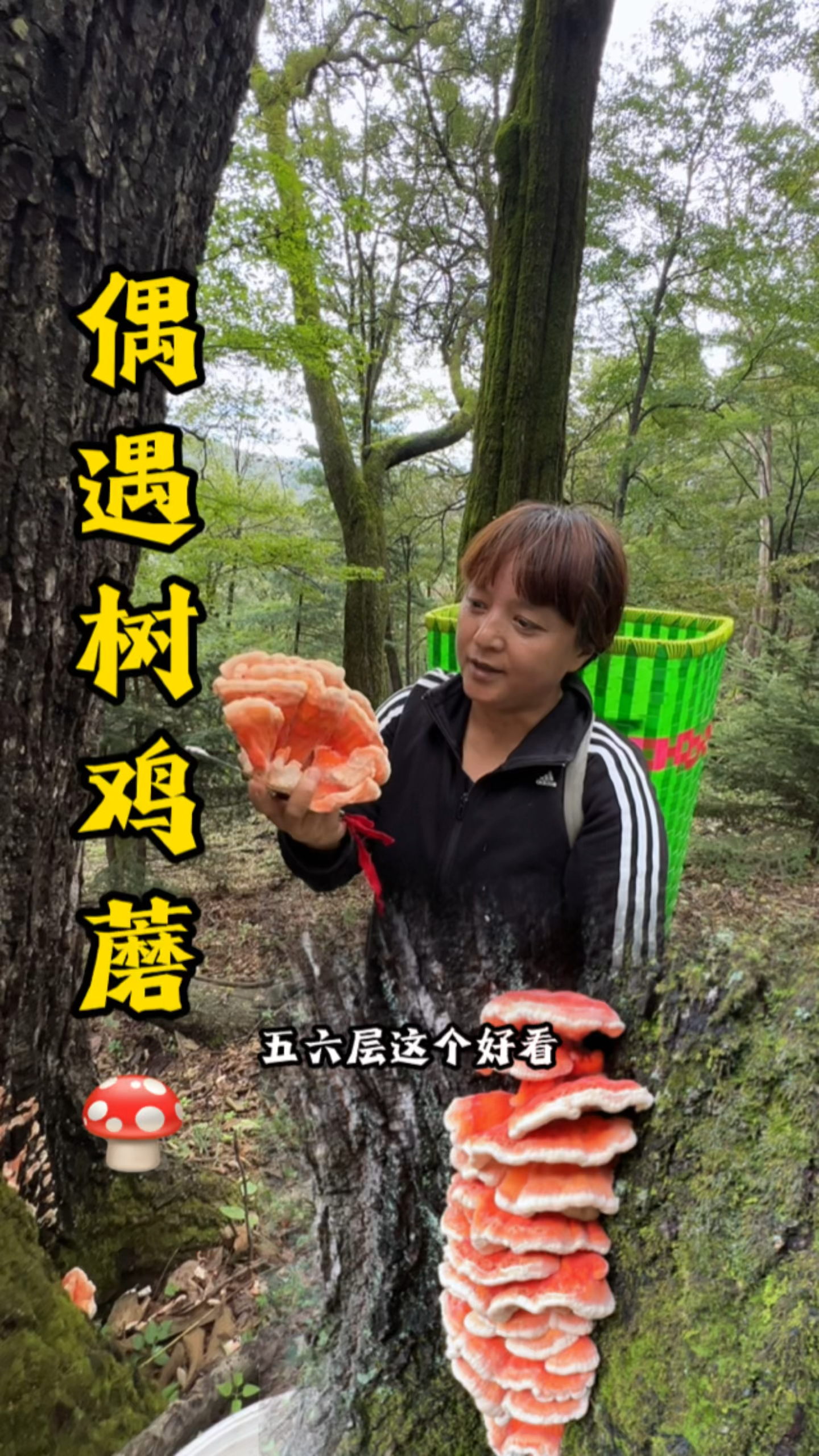 树鸡蘑,硫磺菌,鸡冠蘑