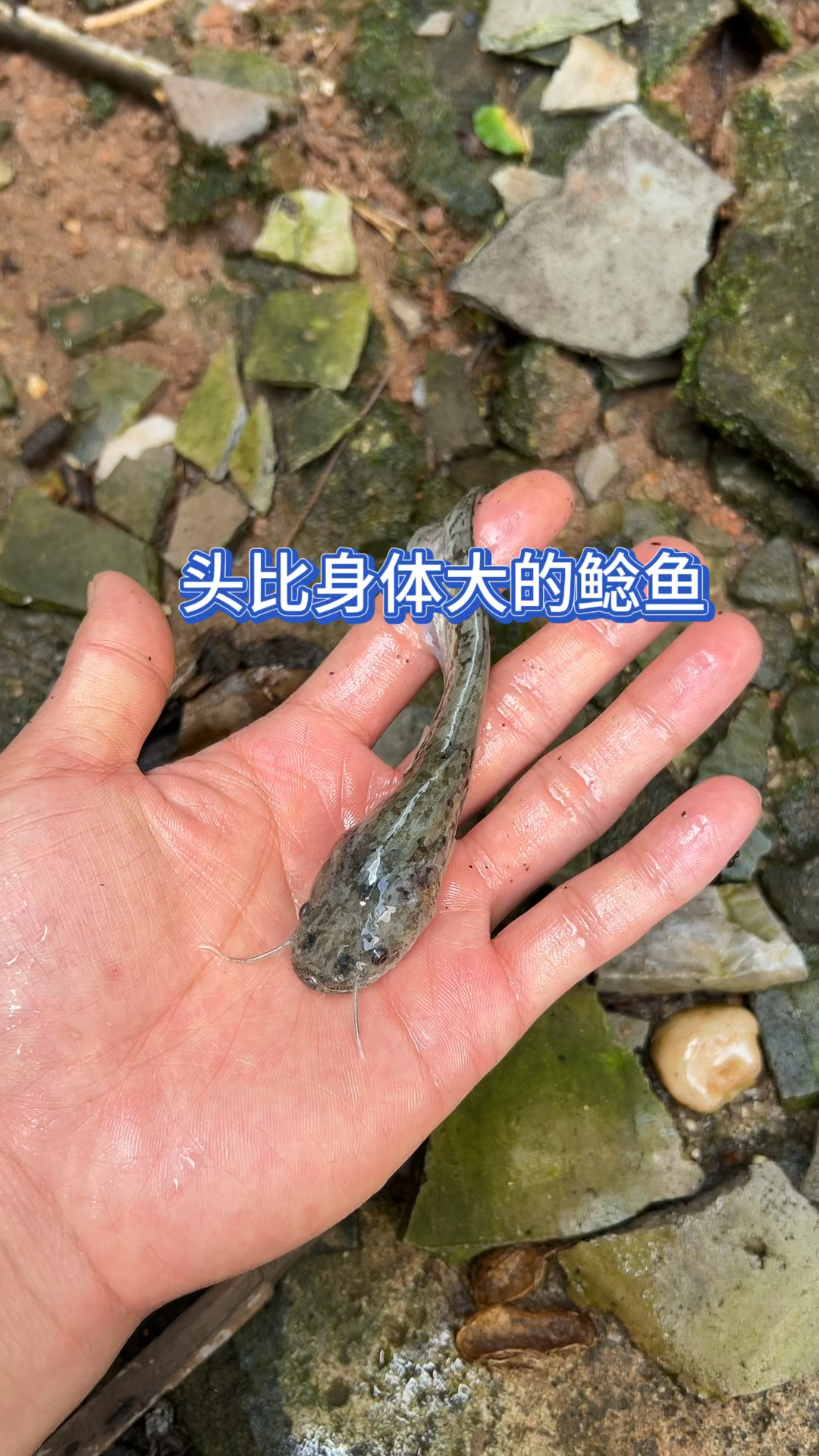 头比身体大的鲶鱼?