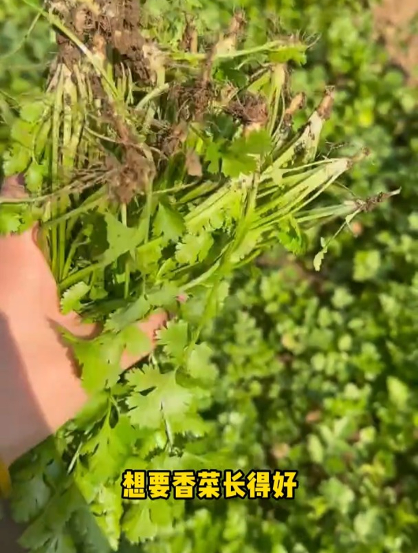 秋香菜什么时间播种?种子出芽慢、出芽率低如何解决