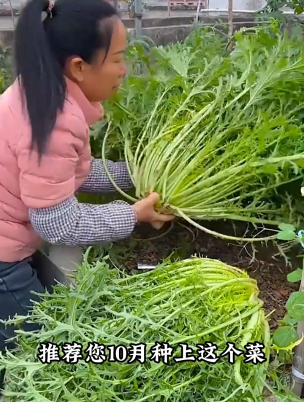 雪菜又叫“春不老”,有野菜的清香,常用来腌制制成酸菜
