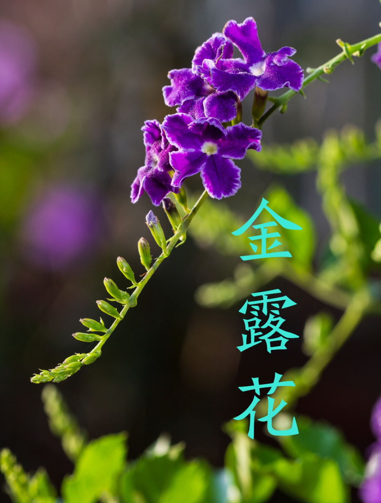 开花后散发巧克力香味的盆栽名贵花卉,金露花