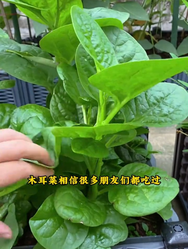 大叶木耳菜,越热爬的越快,撒几粒种子够吃半年!