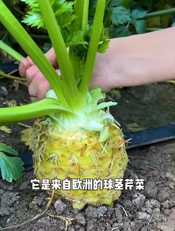 可以生吃而出名的芹菜,茎叶都是宝,种一棵吃五年!